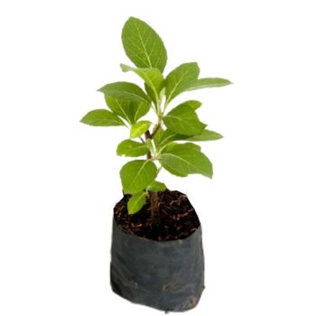 Figatil ou Boldo Alumã - Vernonia condensata