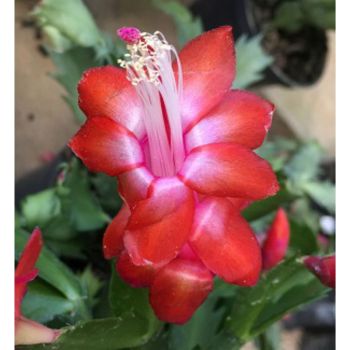 Flor de Maio - Schlumbergera Truncata - Vermelha