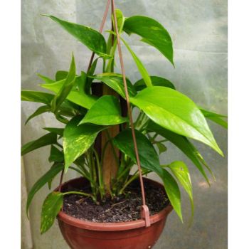 Jiboia verde - Epipremnum pinnatum